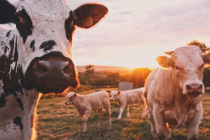 HBO-opleiding Dier- en Veehouderij