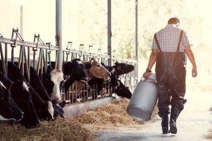 MBO-opleiding Vakbekwaam medewerker veehouderij