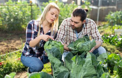 HBO-opleiding Tuin- en Landschapsinrichting