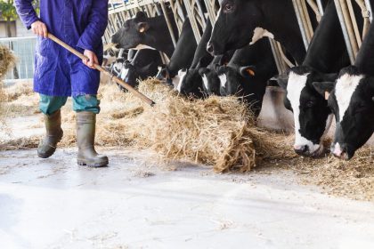 MBO-opleiding Vakexpert veehouderij